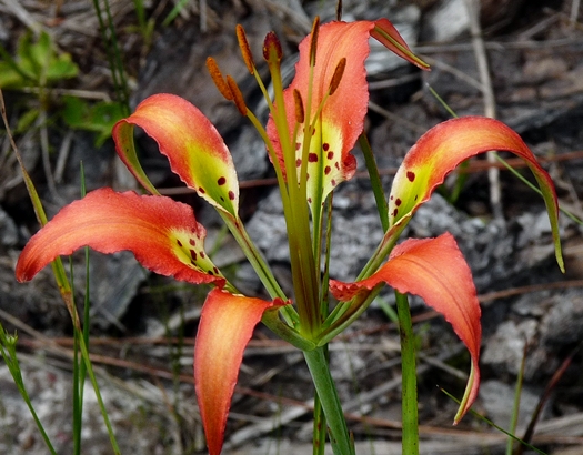 {Lilium catesbaei}